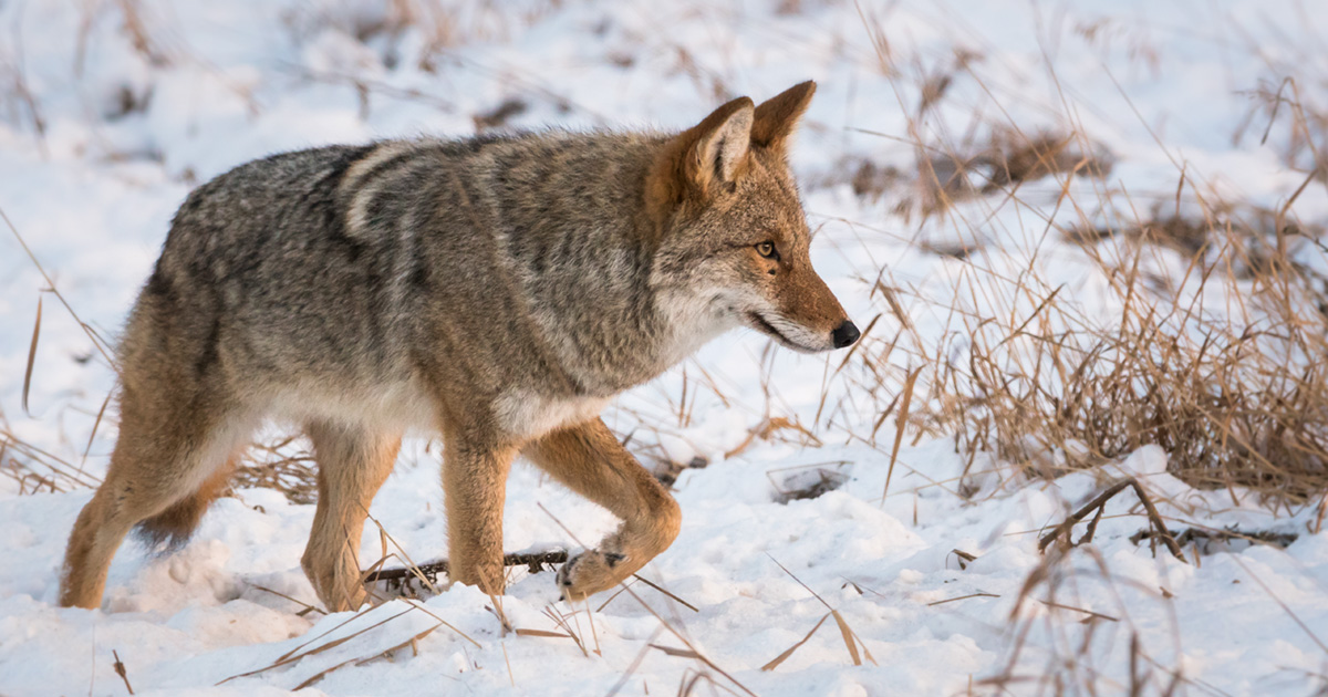 Shifting perspectives: Coyotes aren't luring your dog and other