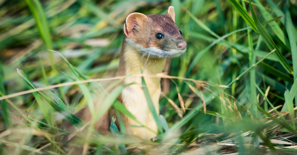 A long-tailed weasel pokes their head above the grass.