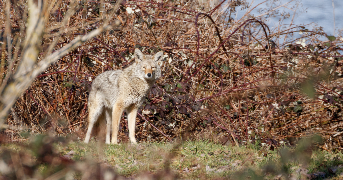 A western coyote