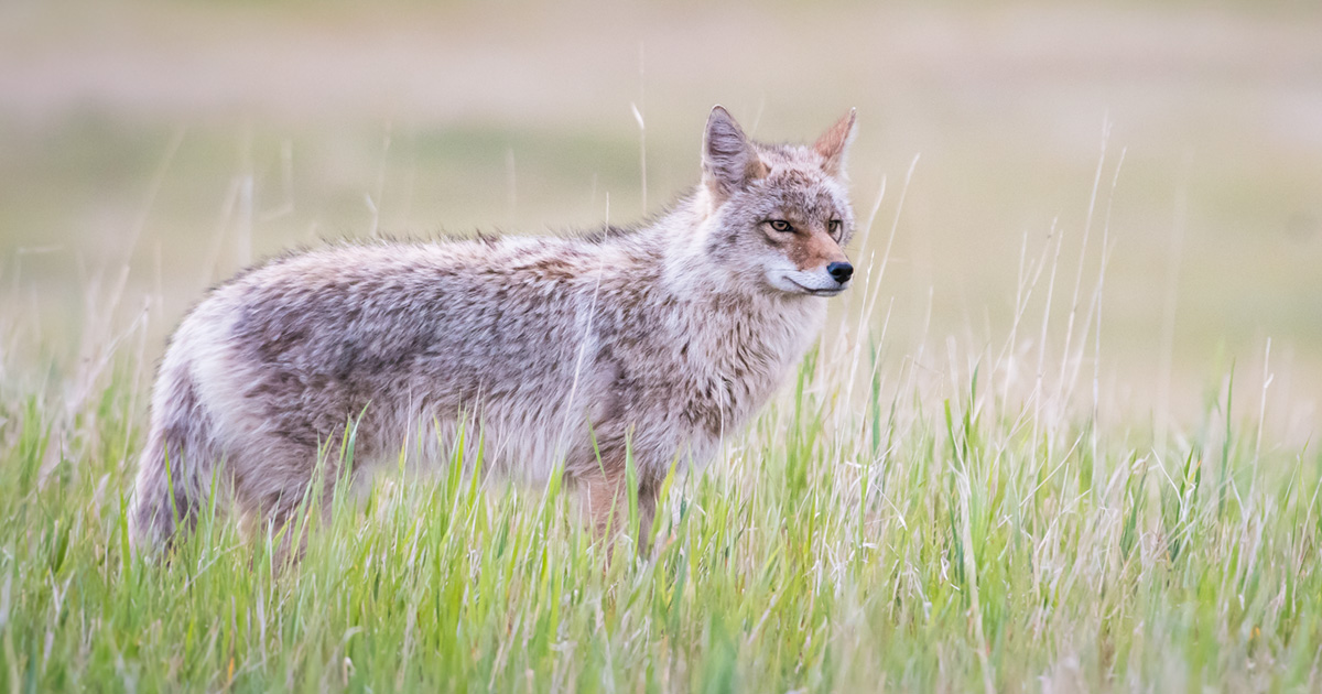 Photo of a coyote