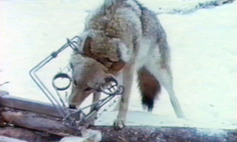 Types of Traps Used in Canada - The Fur-Bearers