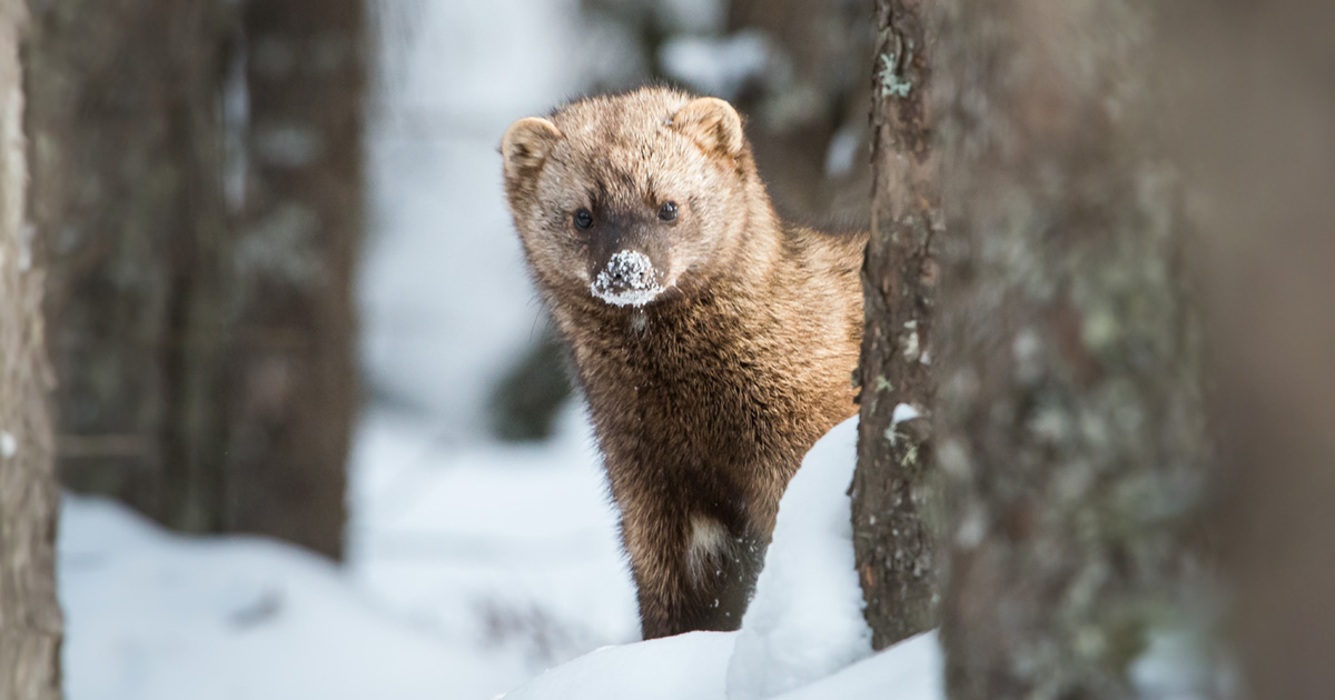 Meet the Fisher, Ontario - The Fur-Bearers