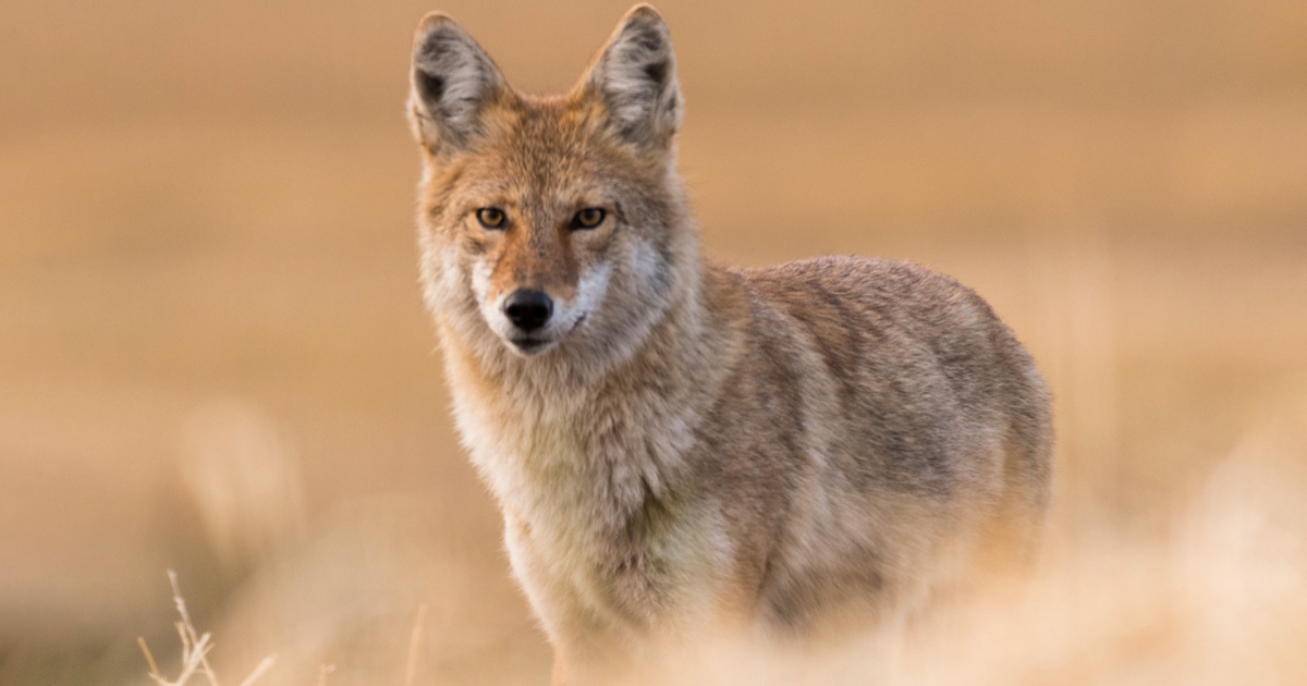 A Western coyote
