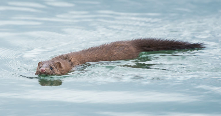 A wild mink swimming.