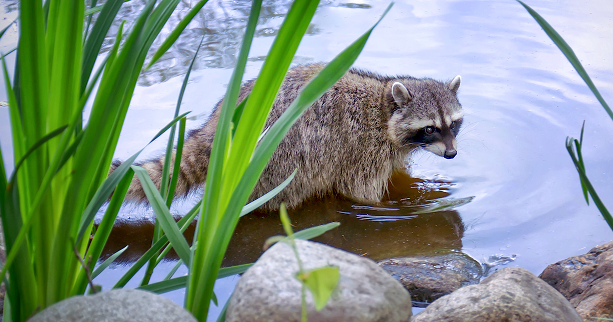 A raccoon in water