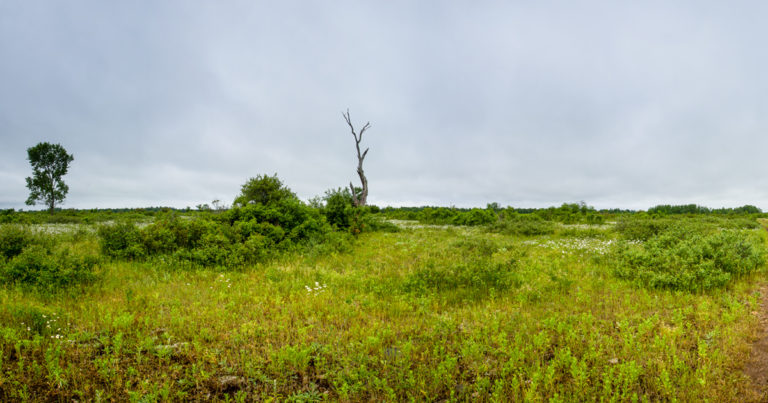 A photo of an alvar habitat