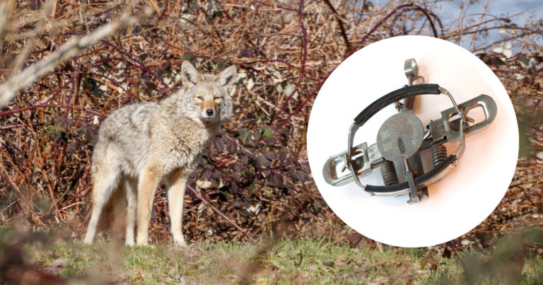 Photo of a coyote in Vancouver, with an inset photo of a leg-hold trap