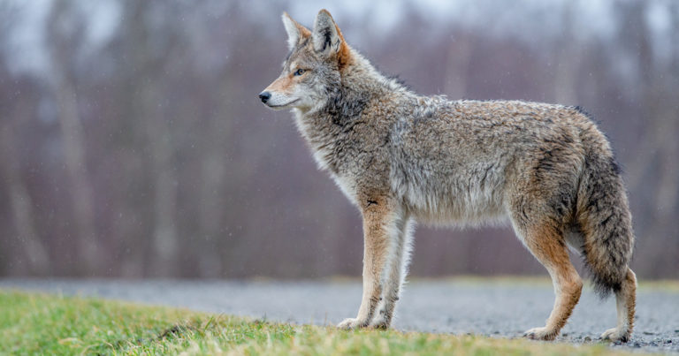 A photo of a coyote