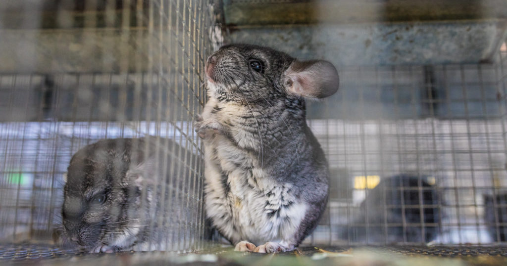 A photo showing chinchillas in cages on a fur farm.