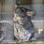 Decision reached on chinchilla fur farm case