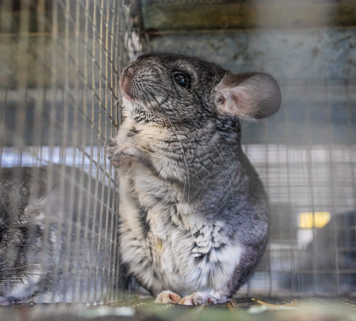 A photo showing chinchillas in cages on a fur farm.