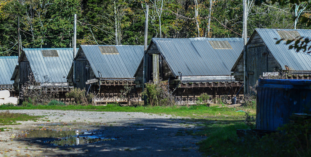 A photo showing shacks in which fur-bearing animals are kept on fur farms.