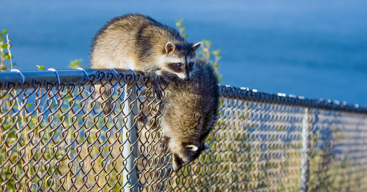 Raccoons vs. Fences: Can They Climb Their Way In?