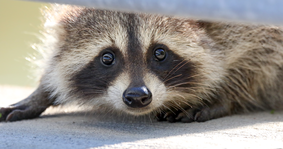 A picture of a raccoon