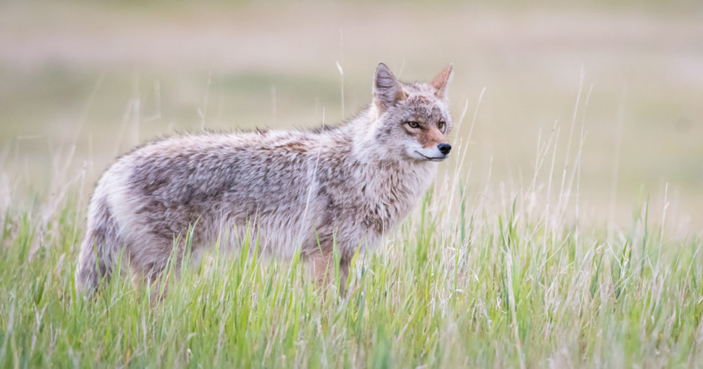 A photo of a coyote