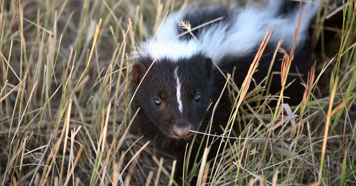 A photo of a skunk