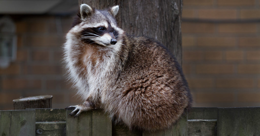 A raccoon on a fence. Photo by Ken Duffney / Getty Images