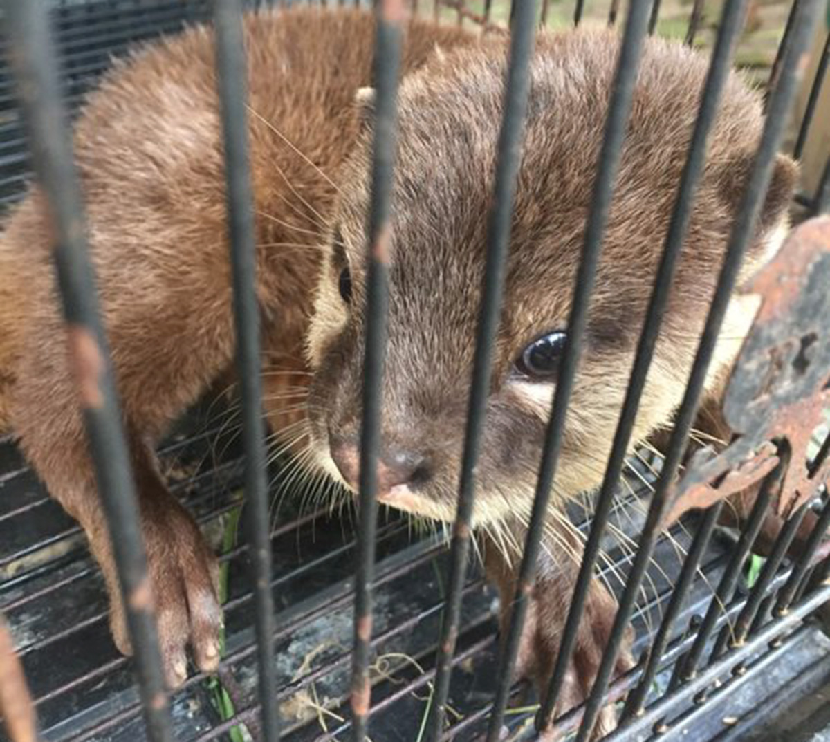A small-clawed otter in a cage