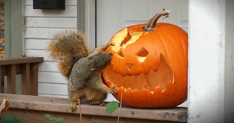 A squirrel eating a carved pumpkin.
