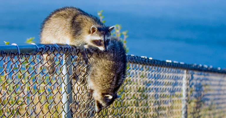 Image of two raccoons on a fence