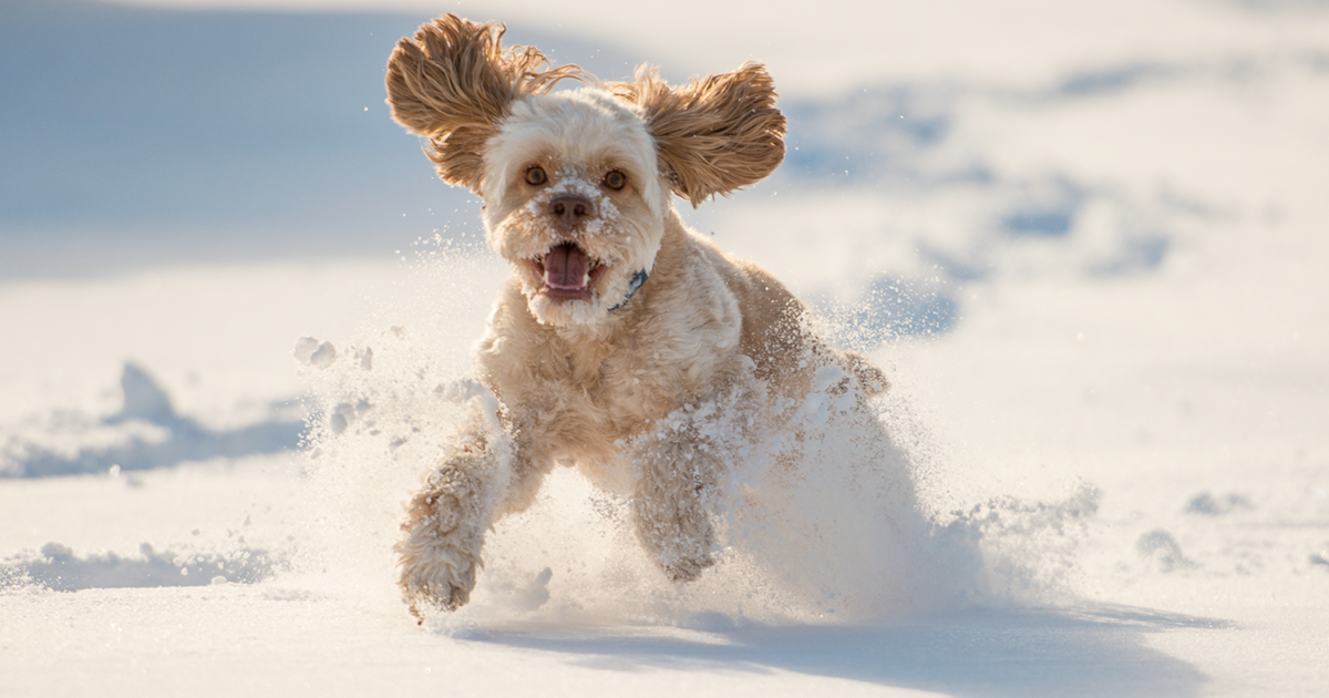 A photo of a dog in snow