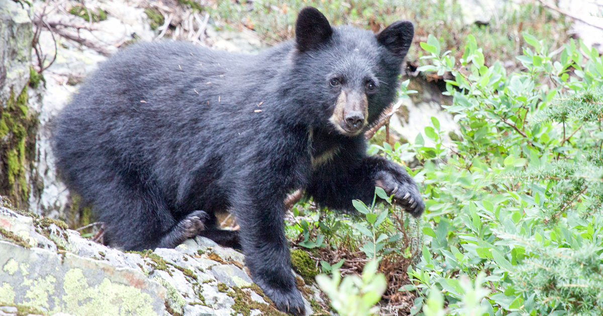 A picture of a black bear