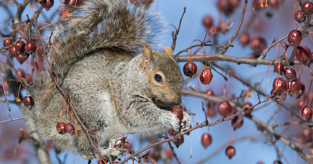 A picture of a grey squirrel eating a berry