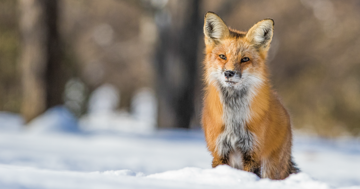 A red fox in the snow.