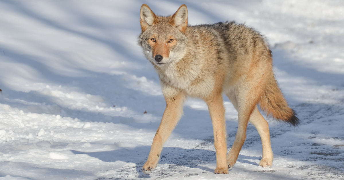A photo of a coyote.