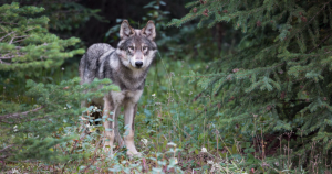 A photo of a wolf by John E. Marriott