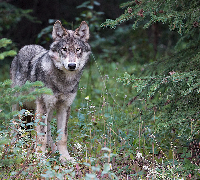 A photo of a wolf by John E. Marriott