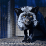 2021 Census: Fewer than 100 fur farms left in Canada
