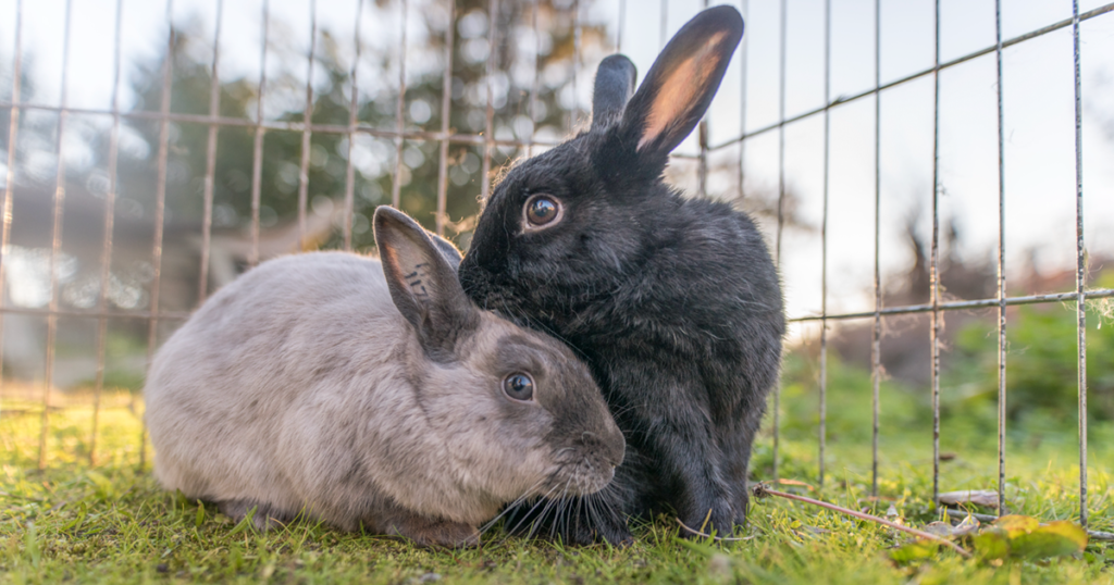 Photo of Pirate and Pepsi, two domestic rabbits, provided by Rabbitats.org.