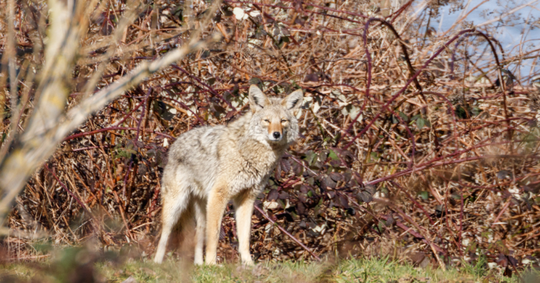 A coyote in Vancouver