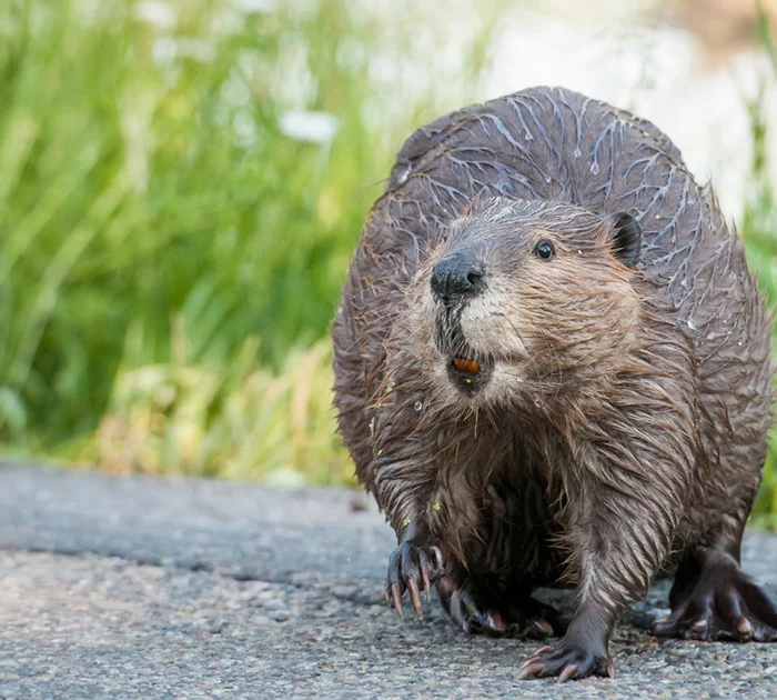 A picture of a beaver