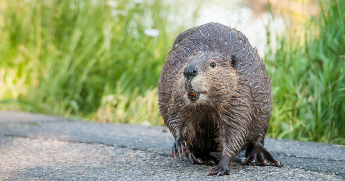 A picture of a beaver
