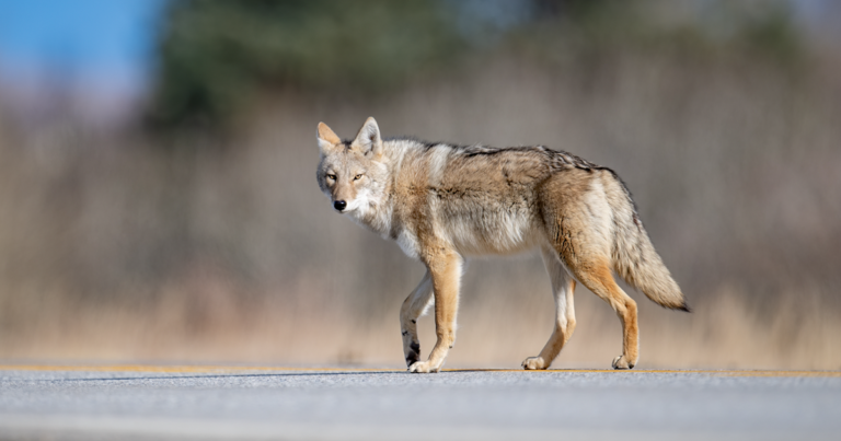 A picture of a coyote