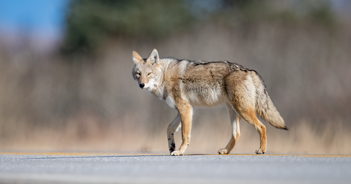 Media blames coyotes for off-leash dog encounter - Blog | Coyote Watch  Canada