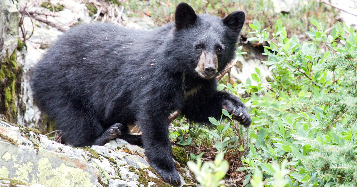 A photo of a young black bear