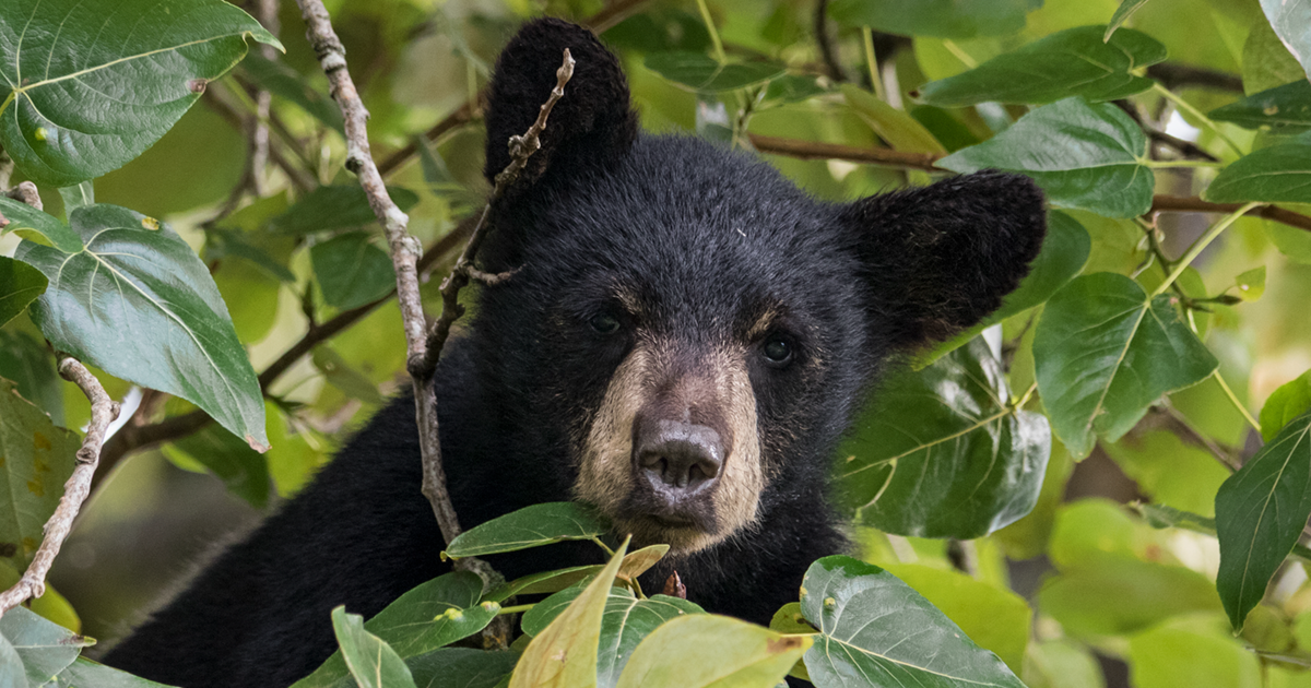 A photo of a black bear cub by Tony Joyce