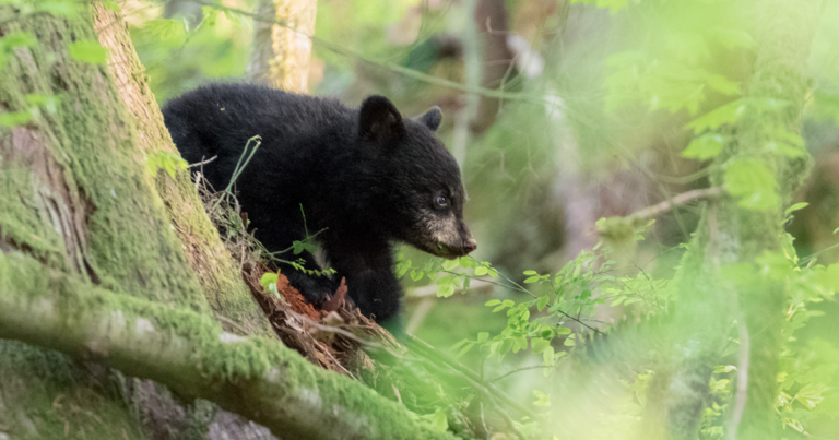 A photo of a black bear cub by Tony Joyce