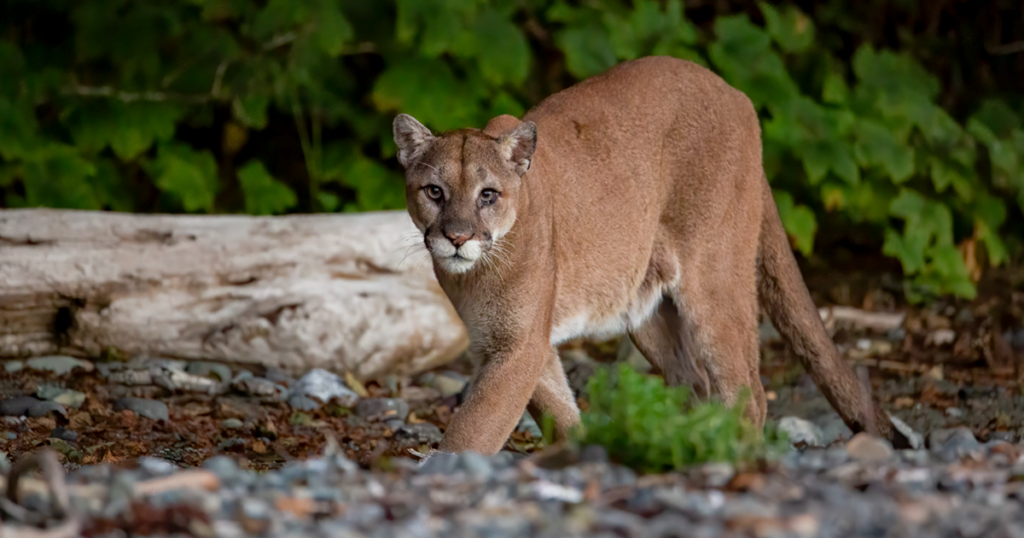 An image of a cougar