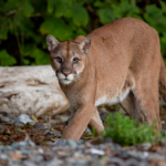 UPDATED: Reward hits $10,000 in cougar kitten poaching case