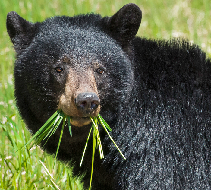 Black Bear: What's Good to Eat • Outdoor Canada