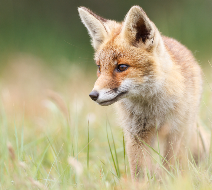 A photo of a red fox