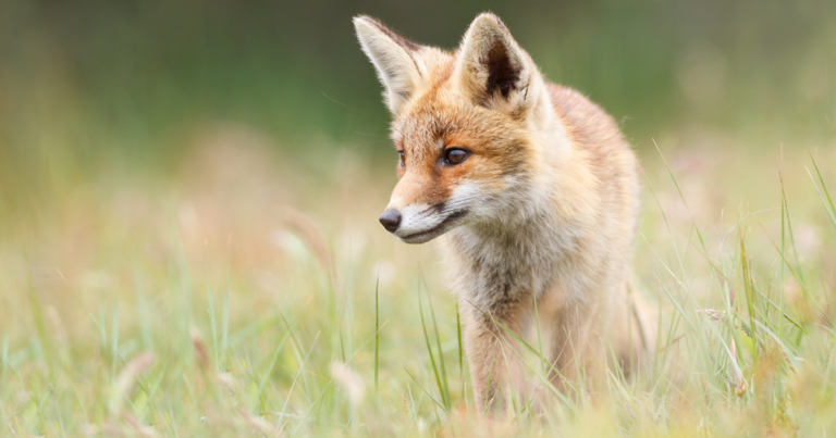 A photo of a red fox