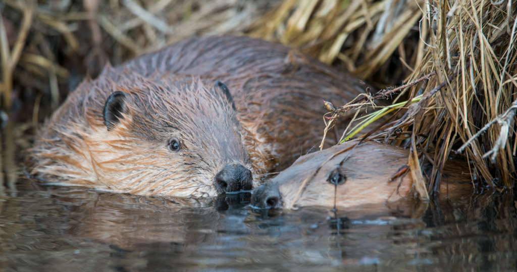 a photo of two beavers in a pond