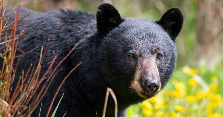 A black bear in the wild. Photo by Jillian Cooper / Getty Images