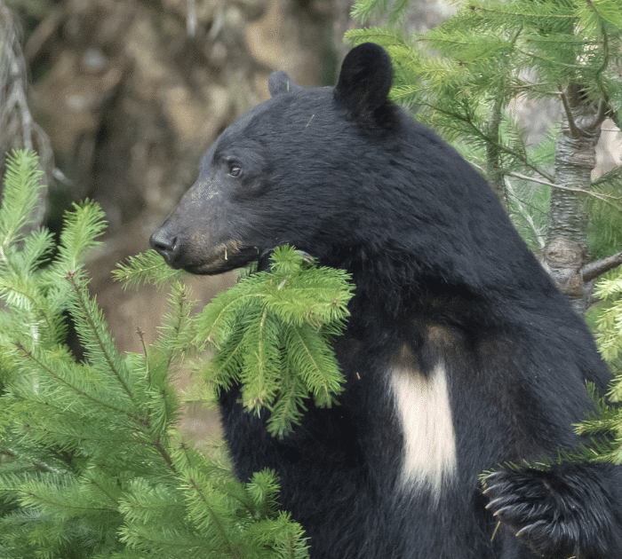 Black Bear in British Columbia