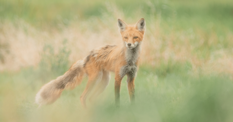 A photo of a red fox in Canada